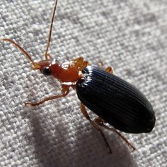 Lebia grandis 1 by Jacy Lucier. Used under a CC BY-SA 4.0 license.