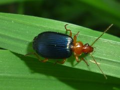 Lebia grandis 27474332 by Even Dankowicz. Used under a CC BY 4.0 license.