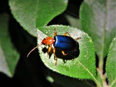 Lebia grandis 278308484 by Annika Lindqvist. Used under a CC BY 4.0 license.