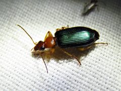 Lebia grandis 39627720 by Annika Lindqvist. Used under a CC BY 4.0 license.