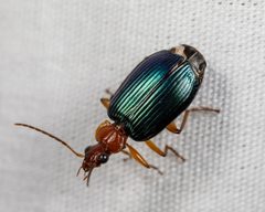 Lebia grandis 40676830 by Meghan Cassidy. Used under a CC BY-SA 4.0 license.