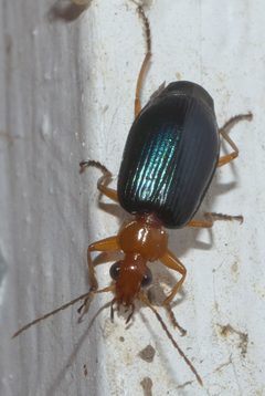 Lebia grandis P1180732a by
xpda. Used under a CC BY-SA 4.0 license.