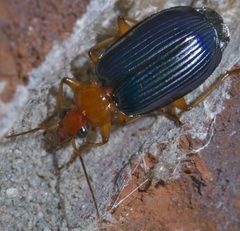 Lebia grandis P1620652a by 
xpda. Used under a CC BY-SA 4.0 license.