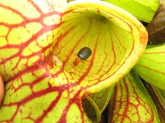 Sarracenia. Lebia grandis.2 by Beatriz Moisset. Used under a CC BY-SA 4.0 license.