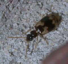 Lebia lobulata P1290322a by
xpda. Used under a CC BY-SA 4.0 license.