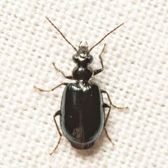 Lebia marginicollis - inat 393919742 by {{{name}}}. Used under a CC BY 4.0 license.