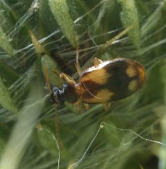 Lebia ornata P1260997a by 
xpda. Used under a CC BY-SA 4.0 license.