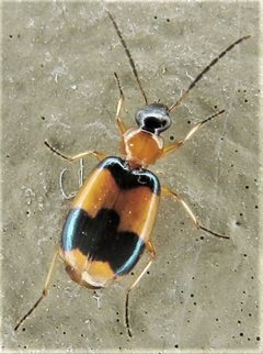 Lebia pulchella 112204197 by Annika Lindqvist. Used under a CC BY 4.0 license.