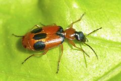 Lebia pulchella 1756728 by Steve Kerr. Used under a CC BY 4.0 license.