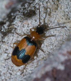 Lebia pulchella P1600405a by 
xpda. Used under a CC BY-SA 4.0 license.