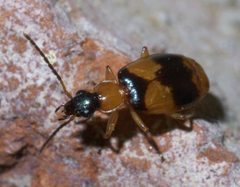 Lebia pulchella P1610021a by
xpda. Used under a CC BY-SA 4.0 license.