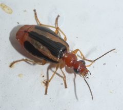 Lebia solea - inat 62842716 by {{{name}}}. Used under a CC BY-SA 4.0 license.