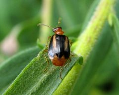 Lebia solea 1 by Jacy Lucier. Used under a CC BY-SA 4.0 license.