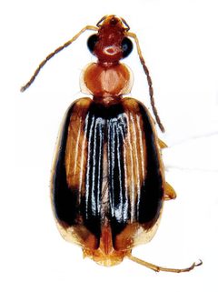 Lebia solea Hentz by Michael K. Oliver, Ph.D.. Used under a CC BY-SA 4.0 license.
