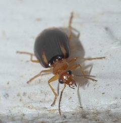 Lebia solea P1120901a by 
xpda. Used under a CC BY-SA 4.0 license.