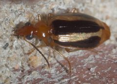 Lebia solea P1120992b by 
xpda. Used under a CC BY-SA 4.0 license.