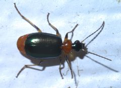 Lebia viridipennis P1390365a by 
xpda. Used under a CC BY-SA 4.0 license.