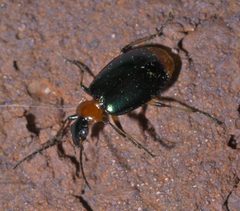 Lebia viridipennis P1590678a by 
xpda. Used under a CC BY-SA 4.0 license.