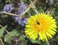 Lebia viridis by Pennsylvania Department of Conservation and Natural Resources - Forestry Archive. Used under a CC BY 3.0 license.