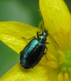 Lebia viridis. lesser celandine by Beatriz Moisset. Used under a CC BY-SA 4.0 license.