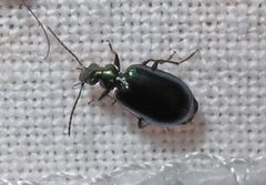 Lebia viridis 1 by Jacy Lucier. Used under a CC BY-SA 4.0 license.