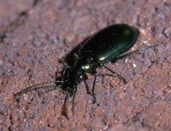 Lebia viridis P1190331a by 
xpda. Used under a CC BY-SA 4.0 license.