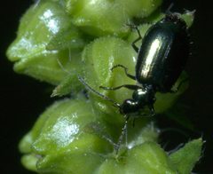 Lebia viridis P1290967a by 
xpda. Used under a CC BY-SA 4.0 license.