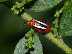 Lebia vittata 5007060 by Matt Muir. Used under a CC BY-SA 4.0 license.