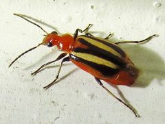 Lebia vittata 7203301 by Annika Lindqvist. Used under a CC BY 4.0 license.