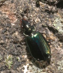 Coptodera aerata - inat 97610137 by {{{name}}}. Used under a CC BY-SA 4.0 license.