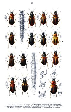 Reitter Stenolophus u.a. by wikipedia. Used under a Public domain license.