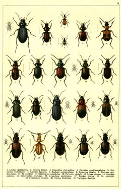 Georgiy Jacobson - Beetles Russia and Western Europe - plate 08 by see in description. Used under a Public domain license.