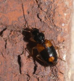 Badister maculatus - inat 147107122 by {{{name}}}. Used under a CC BY-SA 4.0 license.
