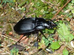Dicaelus dilatatus - inat 37317962 by {{{name}}}. Used under a CC BY 4.0 license.