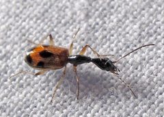 Colliuris pensylvanica by Jacy Lucier. Used under a CC BY-SA 4.0 license.