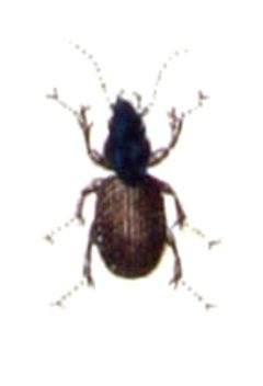 Agonum.muelleri.muelleri.-.calwer.06.26 by Emil Hochdanz
. Used under a Public domain license.