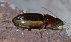 Agonum pallipes P1560087a by 
xpda. Used under a CC BY-SA 4.0 license.