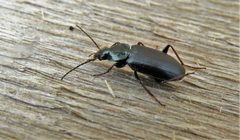 Agonum placidum - inat 310381995 by {{{name}}}. Used under a CC BY 4.0 license.