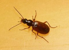 Agonum thoreyi by 



This image is created by user Dick Belgers at Waarneming.nl, a source of nature observations in the Netherlands.
. Used under a CC BY 3.0 license.