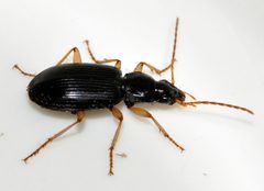 Paranchus-albipes-04-fws by Francisco Welter-Schultes. Used under a CC0 license.