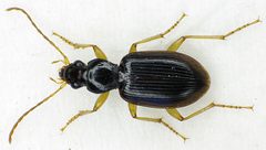 Paranchus albipes bl by Siga. Used under a CC BY-SA 3.0 license.