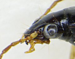 Paranchus albipes detail3 by Siga. Used under a CC BY-SA 3.0 license.
