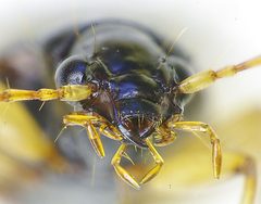 Paranchus albipes front by Siga. Used under a CC BY-SA 3.0 license.
