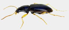 Paranchus albipes side by Siga. Used under a CC BY-SA 3.0 license.