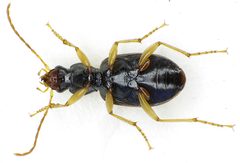 Paranchus albipes underside by Siga. Used under a CC BY-SA 3.0 license.