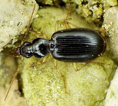 Paranchus albipes up by Siga. Used under a CC BY-SA 3.0 license.