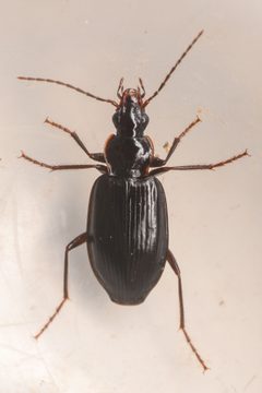 Platynus brunneomarginatus 322914934 by Chloe and Trevor Van Loon. Used under a CC BY 4.0 license.