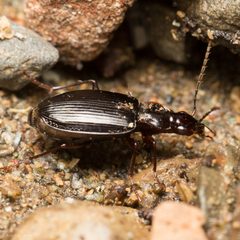 Platynus brunneomarginatus 7184510 by Ken-ichi Ueda. Used under a CC BY 4.0 license.