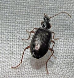 Platynus cincticollis by Jacy Lucier. Used under a CC BY-SA 4.0 license.