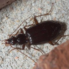 Platynus cincticollis - inat 57259032 by {{{name}}}. Used under a CC BY-SA 4.0 license.
